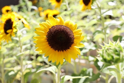 KlgsNiQOiUCAIgjpU23L.jpg?w=940&h=940