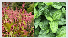 タデ藍の花（左）と葉（右）