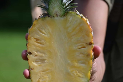 KnF0Kql5OqUEacXwXPJM.jpg?w=940&h=940