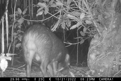 カメラに写りこんだカマイ（リュウキュウイノシシ）