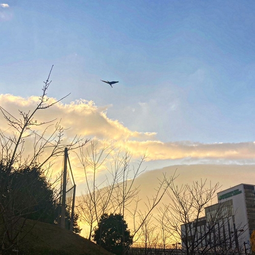 夕焼けの中の桜棟が美しく映し出された写真です。 樹木や鳥など、自然を感じることのできるこの作品が優秀賞に選ばれました。(@morimori_mtさん)