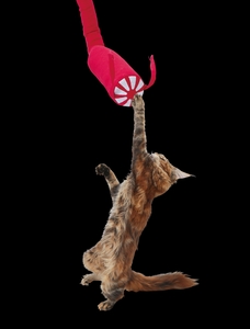 KtojEdR5NPx4tywNehzc.jpg?w=940&h=940