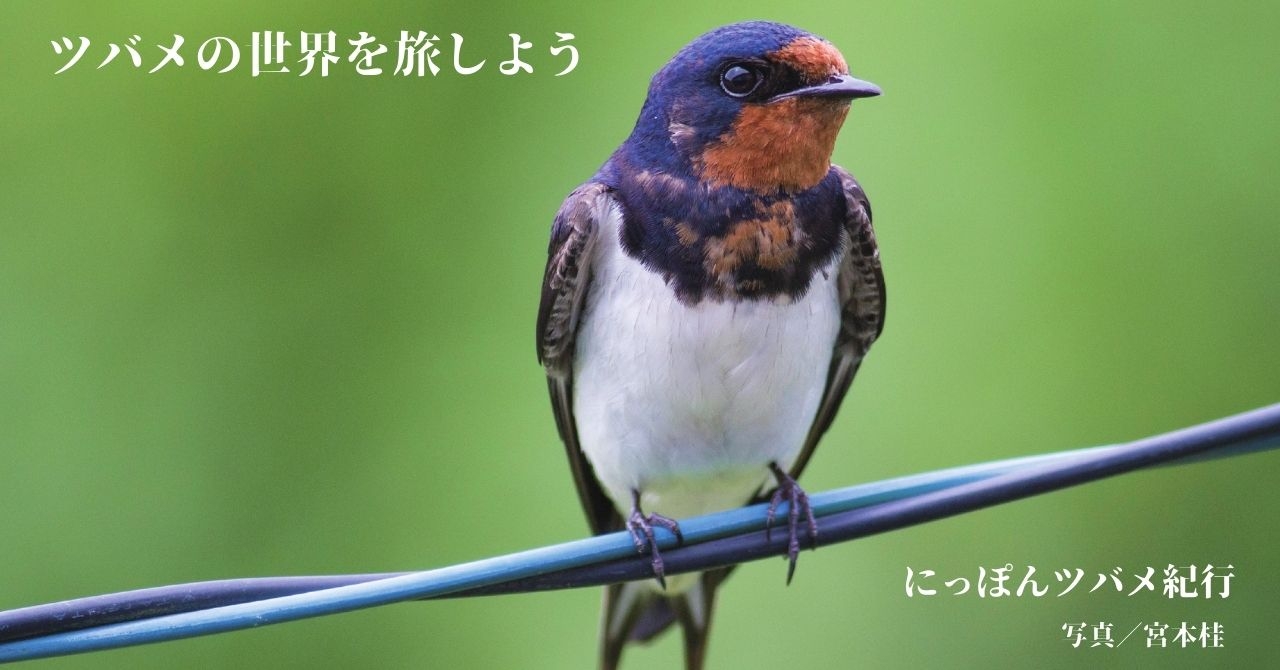 春の訪れを告げる渡り鳥‟ツバメ”のビジュアルガイドブック『にっぽんツバメ紀行』が発売！
