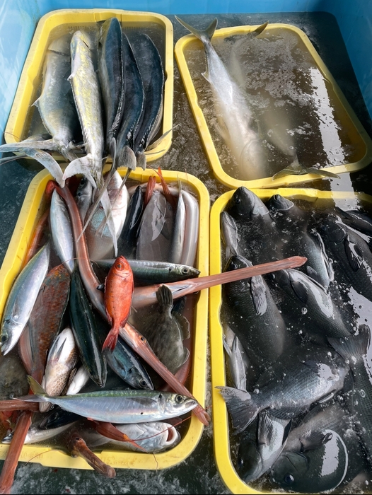 水揚げされた内、流通になりにくい魚。