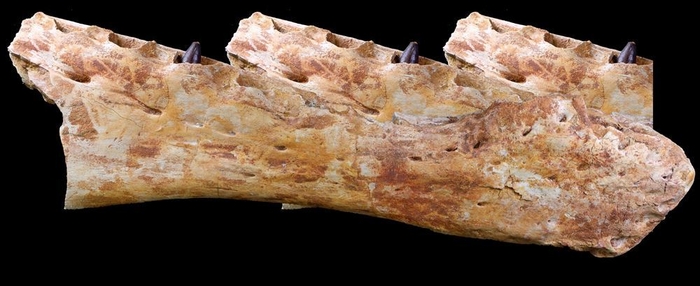 スピノサウルス顎骨(実物)