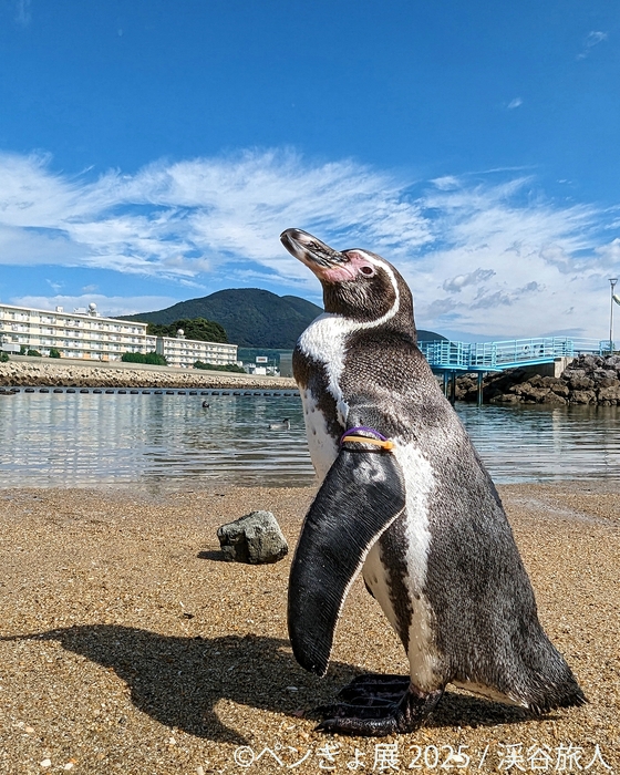 ペンギン 展示作品:渓谷旅人
