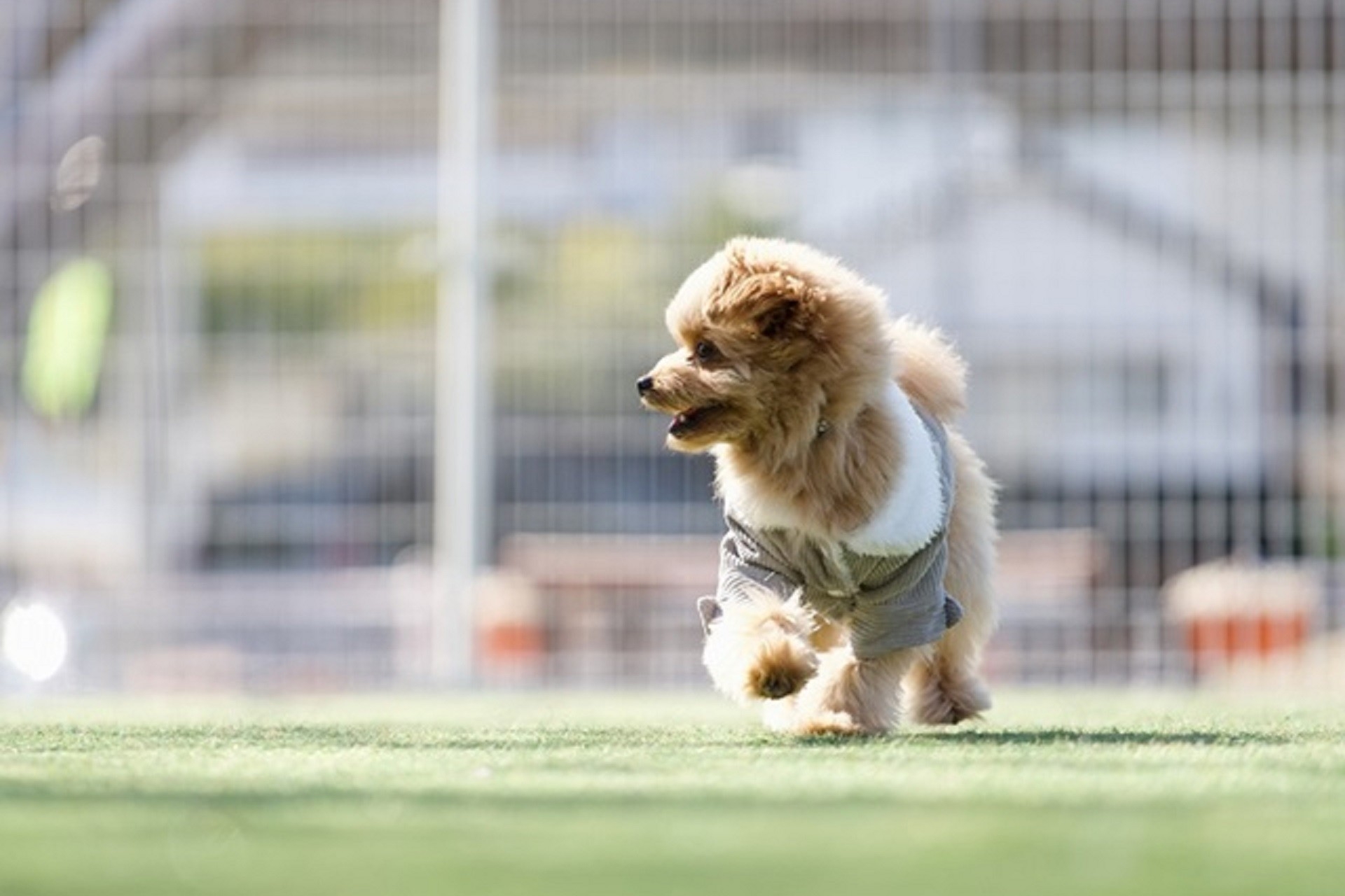 静岡・西伊豆の愛犬宿×土肥金山コラボキャンペーン実施 ドッグラン利用