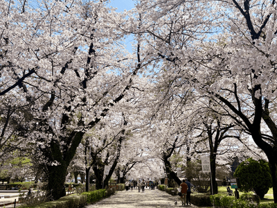 LH5a6zWNNFk8b4yvOc5N.png?w=940&h=940