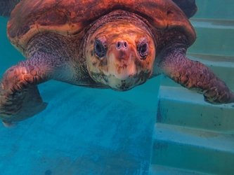 日和佐うみがめ博物館 カレッタ　グランドオープンスケジュール決定！！