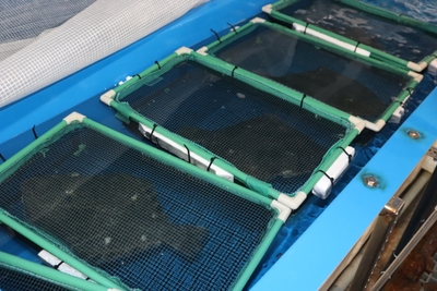 出荷に備えて1匹ずつ“個室”に移します