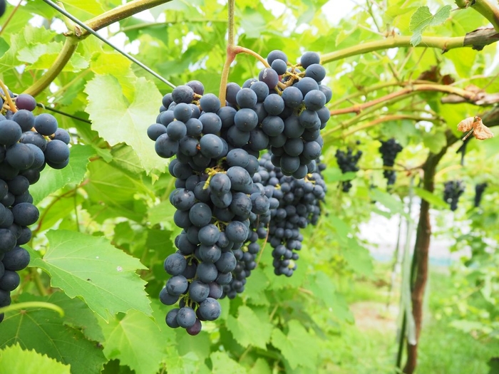 マスカットシラガイの房