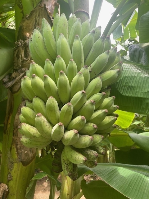 畑のバナナ