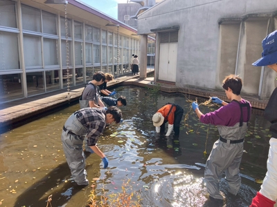 ビオトープにアサザを移植する学生たち（生命科学部・渡邉黎也研究室提供）