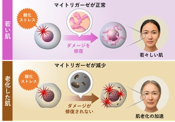 若返りの鍵「マイトリガーゼ」の新知見