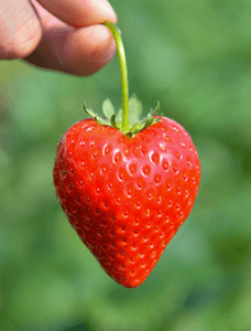 栃木県産とちあいか