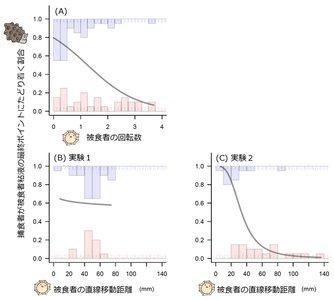 図4. 被食者の粘液軌道特性が、捕食者が被食者粘液の最終点に到達したかどうか（1＝到達）に及ぼす影響　（A）回転回数、（B）実験1における始点―最終点間の直線距離、（C）実験2における始点―最終点間の直線距離。青色のバーは到達、赤色のバーは未到達を表す。括弧内の数字は各カテゴリーで観察された捕食者の数を示す。