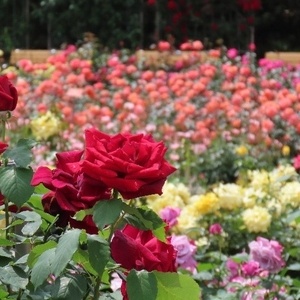 LeREmInIYHa4bDHvJe6n.jpg?w=940&h=940