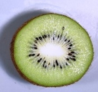 図３　A：全体に受粉すると種子は全体に分布し、果実は均一に肥大した。