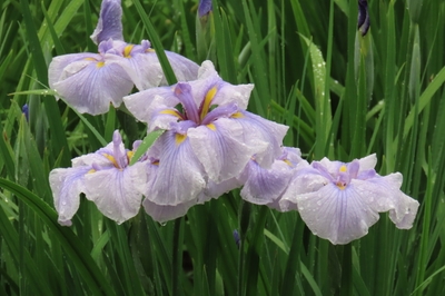 LfjyYTUavfk5wkxqdPaG.JPG?w=940&h=940