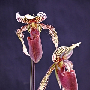 LgTBGrZLjr9VbgmRFBLF.jpg?w=940&h=940