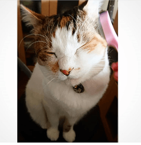 LgcQ3QJK8G8mBOwJR1s8.PNG?w=940&h=940