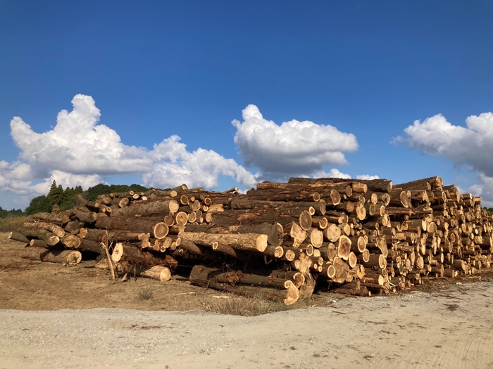 里山の伐採木