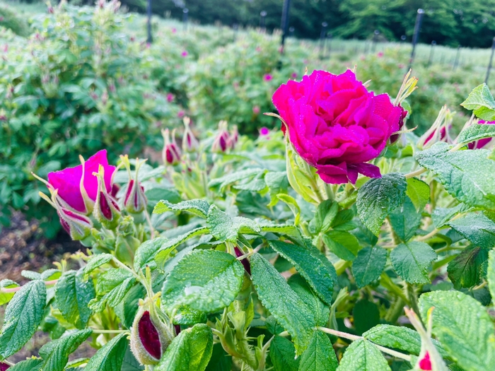 「豊華(ほうか)」