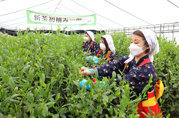 新茶の初摘み風景(昨年の写真です。)