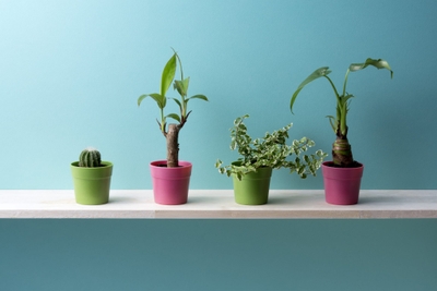 LkKeMjcrYQyXlIZLSdyM.jpeg?w=940&h=940