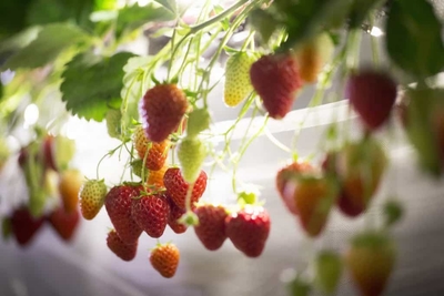 Ll3WlIoCqiJ6pHcpcl8o.jpg?w=940&h=940