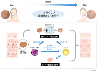 「ウスベニアオイ」「ビタミンC」「ビタミンE」に プロテアソームのはたらきおよび抗酸化作用を高める効果を発見