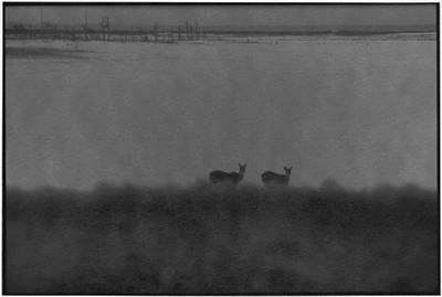 「鹿渡り」より　根室市風蓮湖   2018