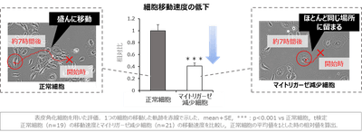 図4 マイトリガーゼの減少による細胞移動速度の低下