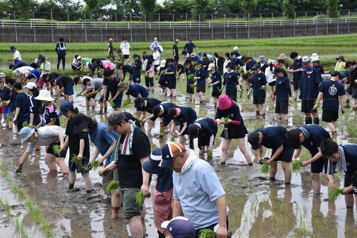 水田いっぱいに広がって田植えをする参加者