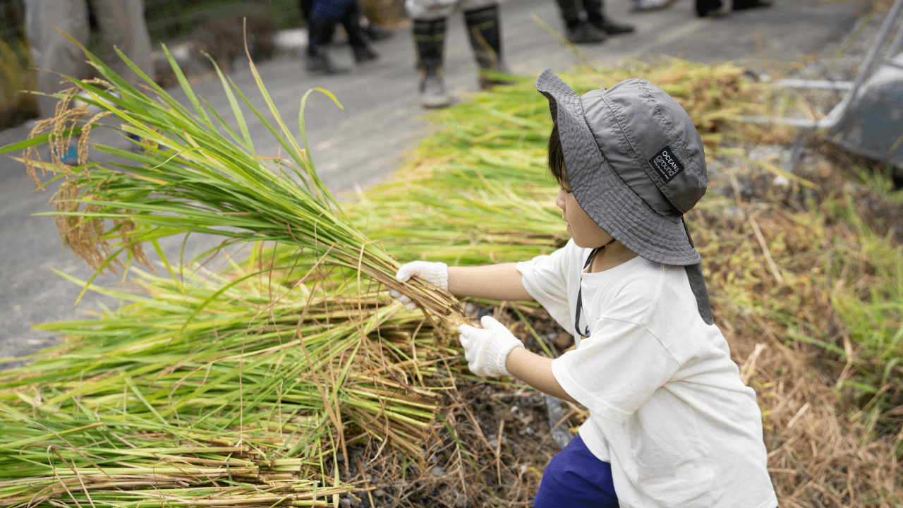 和歌山県日高町「小浦チャレンジファーム」、地域住民と共に自然循環型「れんげ米」の稲刈りイベントを実施