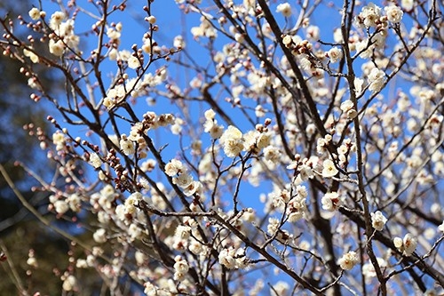 「梅まつり」開催　2/7 (土)～3/8 (日)