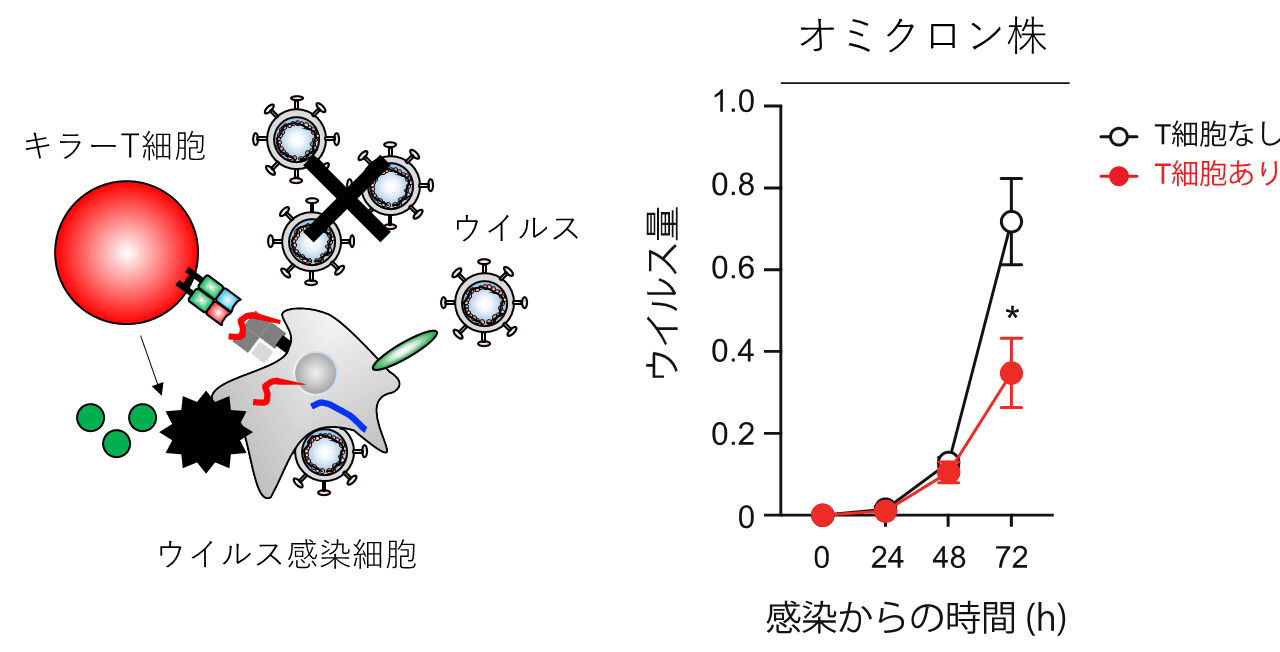 図1:T細胞の抗ウイルス機能評価系(T細胞によるウイルスの複製阻害効果を定量する方法)
