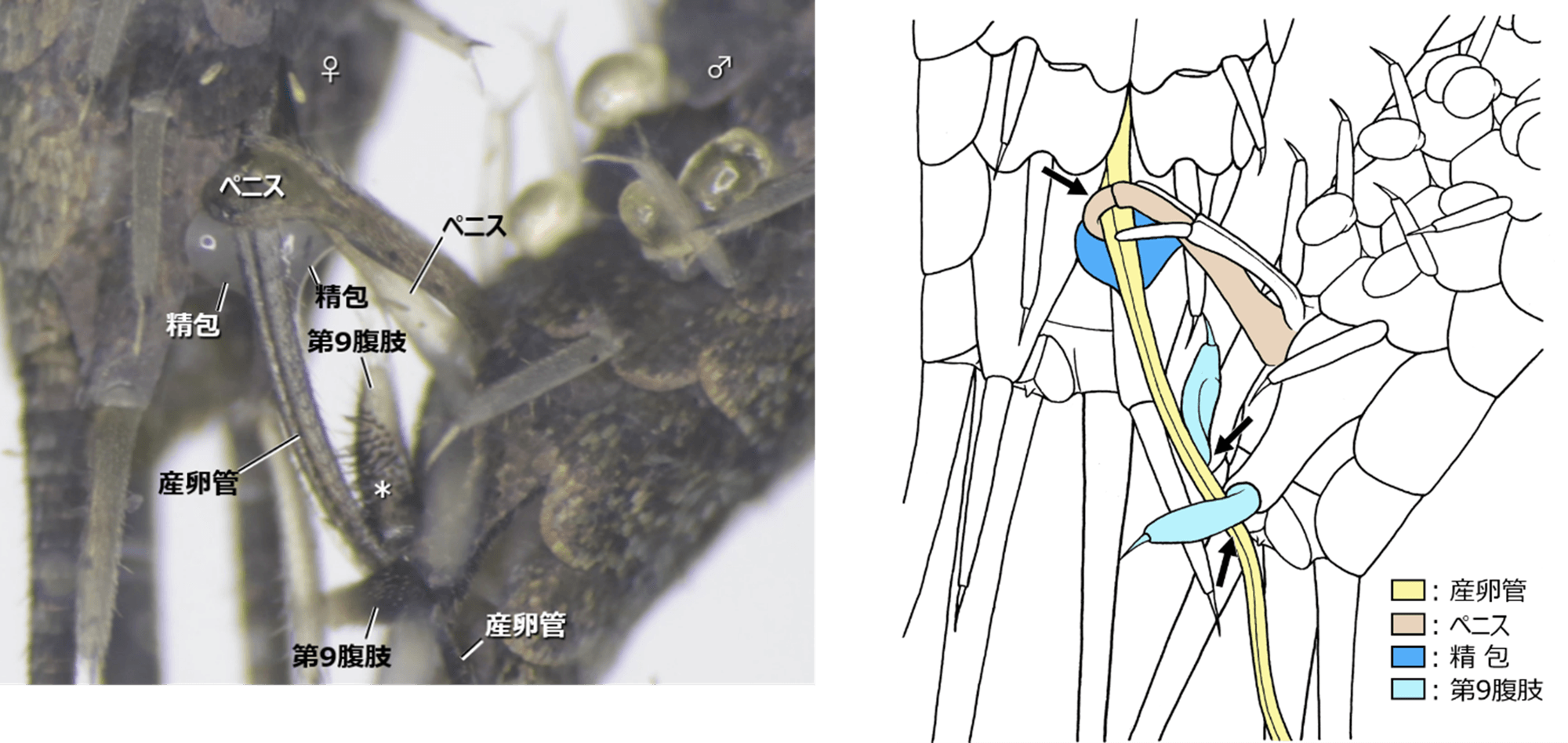 図5 コジマイシノミの配偶行動(腹面)。 実際の配偶行動の画像(左)とそれを元にした描画(右)。 雄は先端が鈎状となったペニスと第9腹肢(第9腹節の腹肢)を用いて雌の産卵管を把握する(右図矢印)。この状態で、雄はペニスの先端より精包を産卵管の上に放出し、雌は産卵管の隙間から精包を吸い取るという「直接移精」を行う。