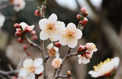 ウメ‘雲の曙’（令和４年度撮影）