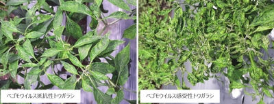 トウガラシに見られるベゴモウイルス抵抗性の違い　ベゴモウイルス抵抗性トウガラシBaPep-5はベゴモウイルス感受性トウガラシBaPep-4よりもベゴモウイルスによる病気の症状が軽い