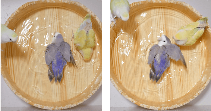 使用イメージ・水浴び