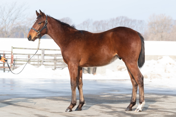 ロードカナロア産駒1歳牡馬会員権1口