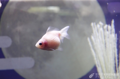 M4CrzVWqOvGV3h1HrUBw.jpg?w=940&h=940