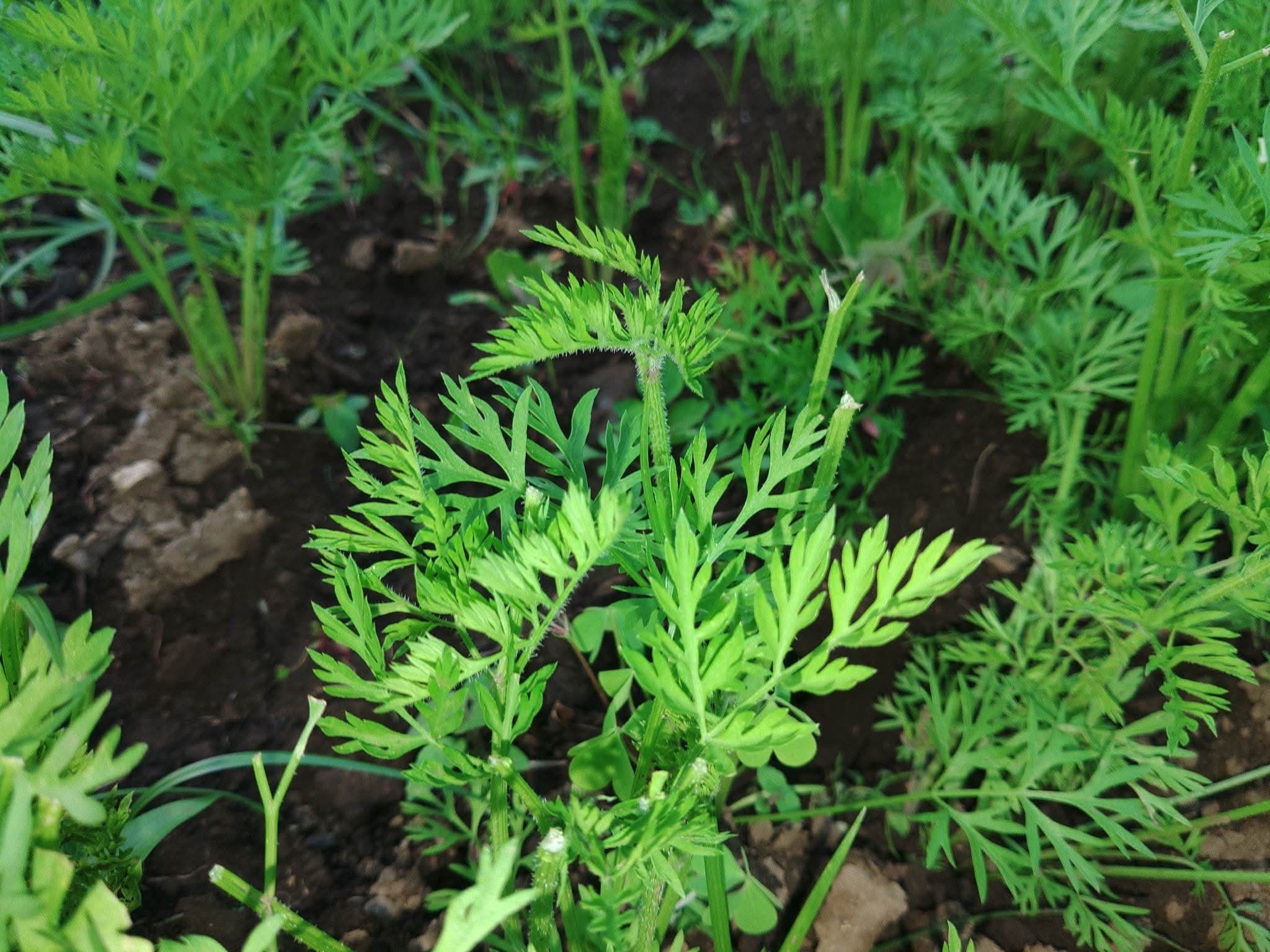 地元の旬野菜 人参