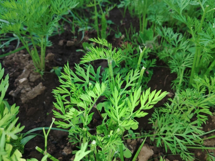 地元の旬野菜 人参