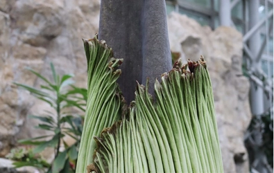 神代植物公園　ショクダイオオコンニャクが開花しました！本日(６/３)限りの夜間公開を実施します！