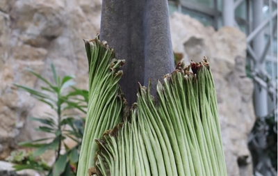 ショクダイオオコンニャク開花が始まった様子（令和７年６月３日13時時点）