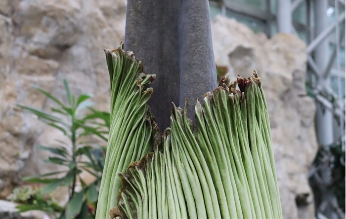 ショクダイオオコンニャク開花が始まった様子(令和7年6月3日13時時点)