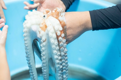 たこのタッチングプール