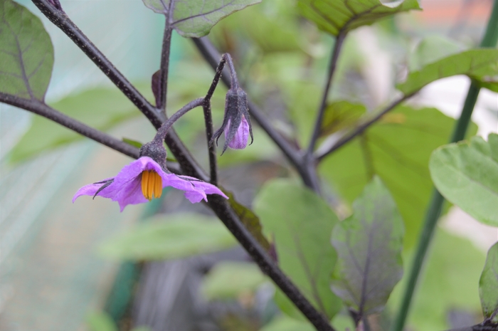 茄子の花